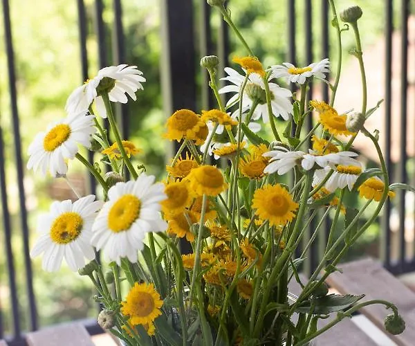 The Captain Be My Guests! By Rv Appartement