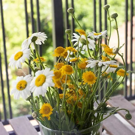 The Captain Be My Guests! By Rv アパート